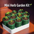 Mini Herb Garden Starter Kit